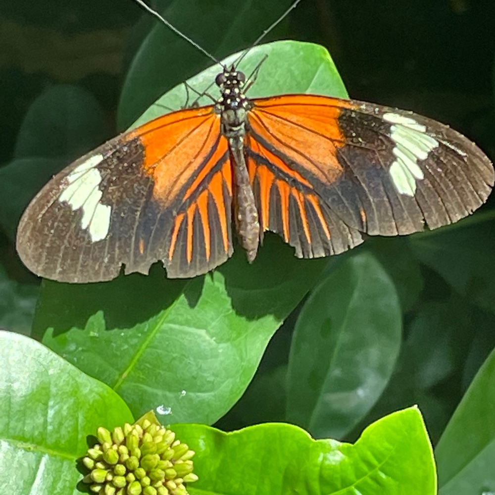 Meet your Posher, Helen